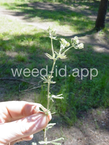 cinquefoil, silvery
